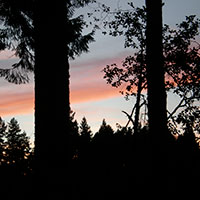 Forest in twighlight Image